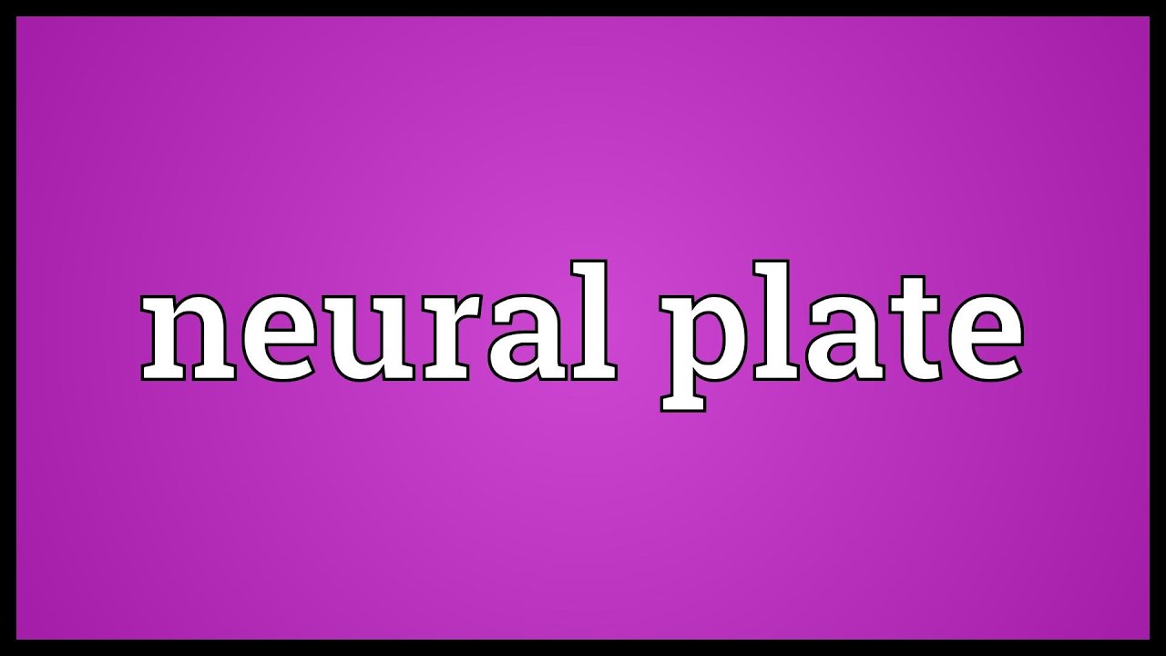 Neural plate Meaning YouTube
