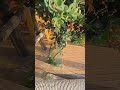 Metrosideros excelsa - New Zealand Christmas Tree - Crete