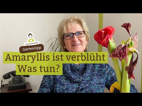 Video: So Erreichen Sie Eine Jährliche Blüte Der Amaryllis