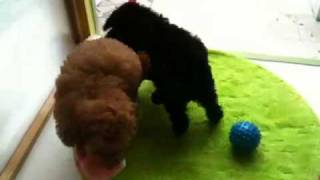 ドッグスクール 福岡 TOY PUDOL poodle DOGSCHOOL FUKUOKA 08039555445.