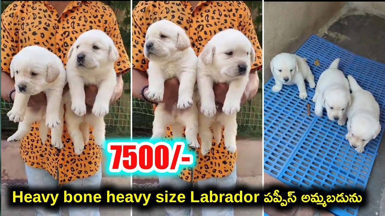 Heavy Bone Lab Heavy bone Labrador puppies for sale in telugu/8686272558 /aj pets ...