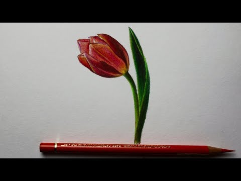 Vídeo: Como Desenhar Uma Tulipa Com Um Lápis