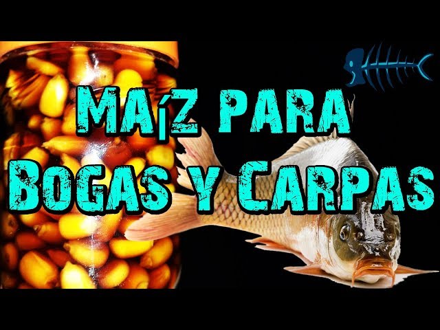 Preparación de maíz para pescar Bogas y Carpas 