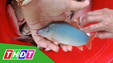 Cá heo nước ngọt mang lại hiệu quả kinh tế cao | THDT