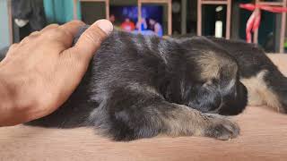 18 days old German shepherd puppy
