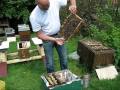 Königinnenableger - Ablegerbildung mit der Dunklen Biene - Aber wie? Ableger richtig bilden