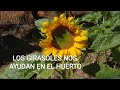 Como plantar girasoles, la importancia de los girasoles en nuestro huerto y para nuestra salud.