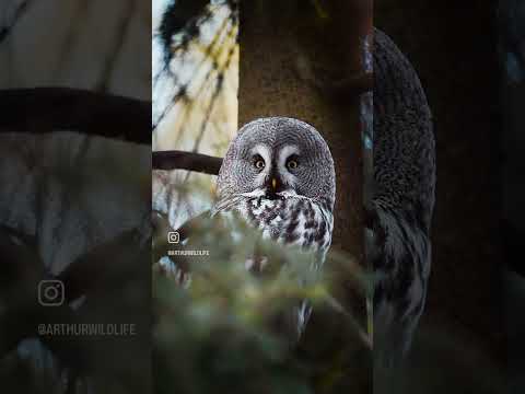Видео: #owl #цпкио #russia #saintpetersburg #сова #елагиностров #елагин #iphone15promax #бородатаянеясыть