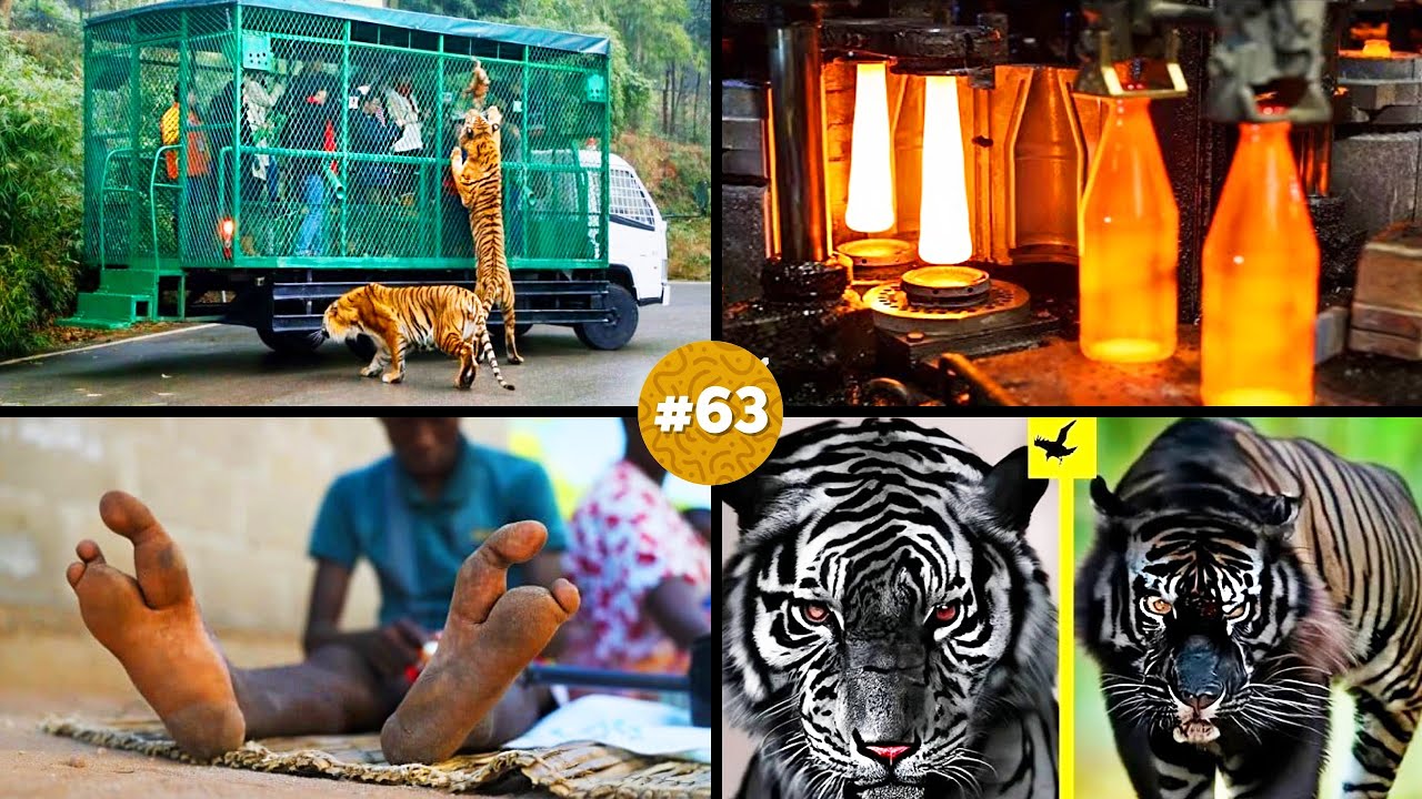 🧠 ¡20 DATOS CURIOSOS que NO sabías hace 5 minutos! 😱#63