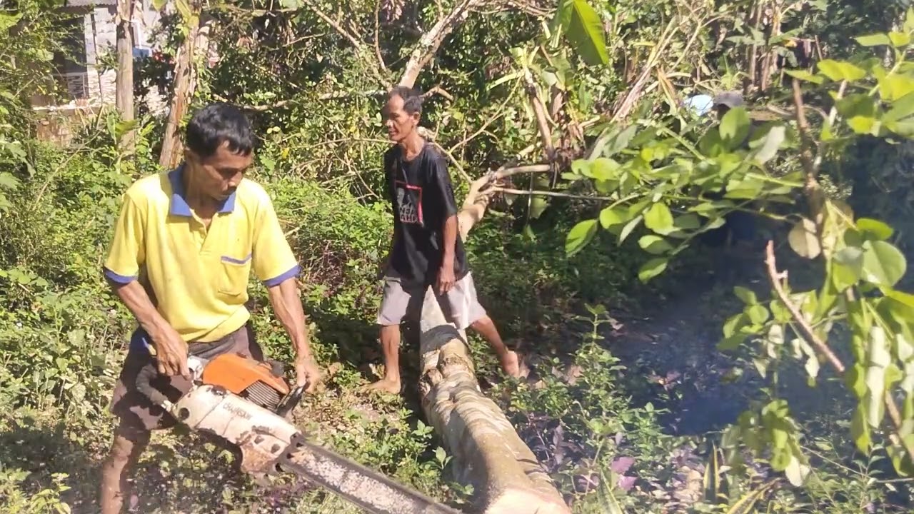 Обрезка деревьев дженгкол машиной Stihl Kaliwungu Mandiraja Banjarneara