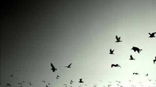 Hidden Orchestra - Wingbeats (24-Bit Audio)