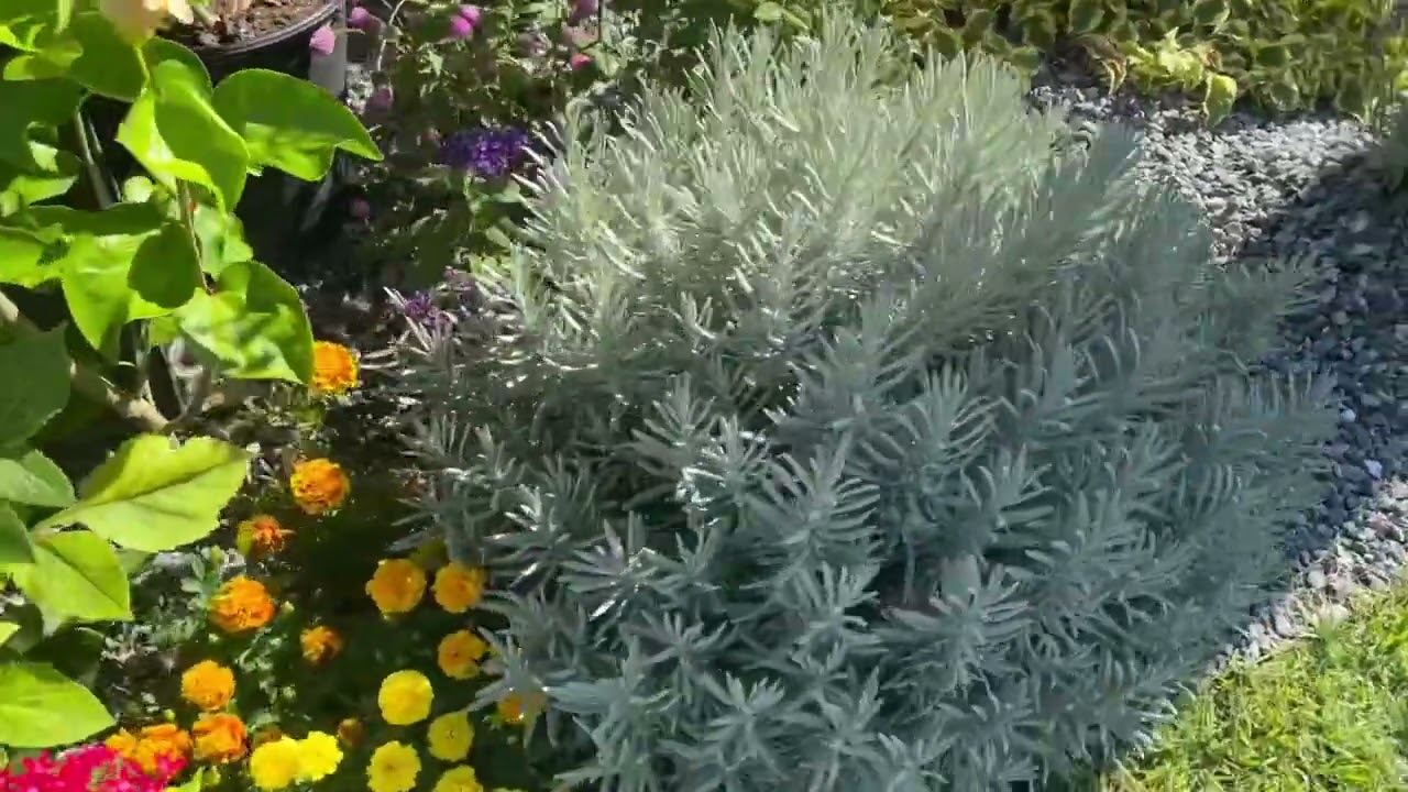 Growing Lavender in Central Florida is possible!