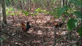 pikat Sulawesi tenggara,,,6 kali pindah spot, siUCUp poin ORI muda yang ke 10