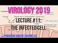 Virology Lectures 2019 #11: The Infected Cell