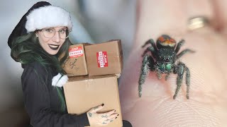 Cherry's COZY FESTIVE HOME! + UNBOXING Jumping Spider supplies from my PO Box!