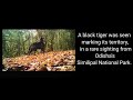 Odishanews viral rare black tiger spotted in odishas similipalnationalpark