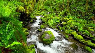 4k Gorton Creek flowing through lush rainforest. Creek Sounds, White Noise, Water Sounds for Sleep.