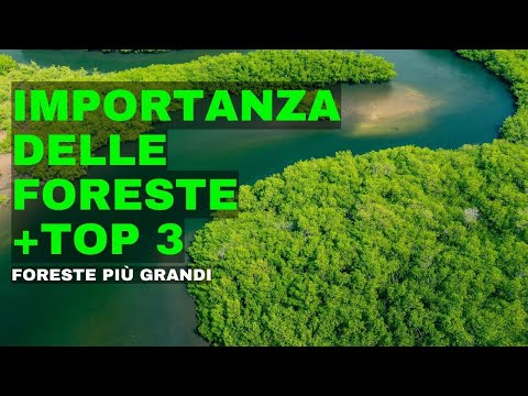 Video: Piante delle foreste equatoriali. Caratteristiche e significato