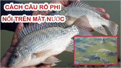 Cách Câu Cá Rô Phi Nổi Trên Mặt Nước Hiệu Quả