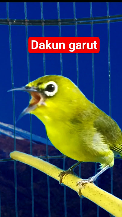 pleci dakun Garut gacor #plecigacor