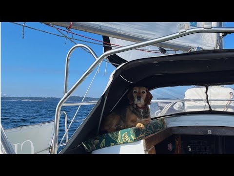 Finding Peace on a Tiny Swedish Island | Sailing Life with My Dog