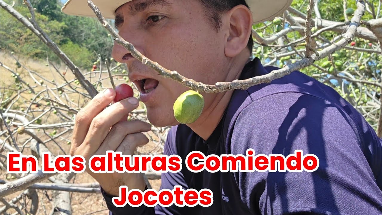 Las Urracas me querian atacar. Me subí a Cortar los Primeros Jocotes.