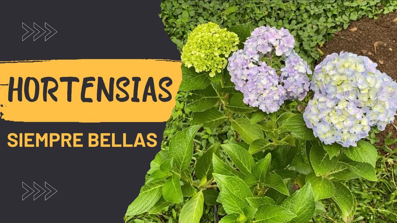 APRENDE A MANTENER HORTENSI SIEMPRE BELLAS // LOS CUIDADOS BASICOS PARA  HORTENSIA SIEMPRE BELLAS - YouTube