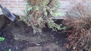Basic steps for removing a large shrub from your landscape.