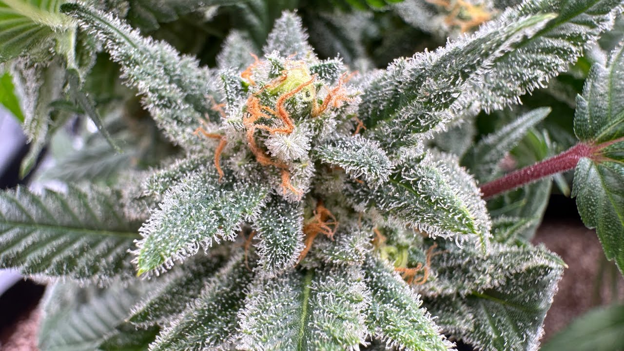 Welcome Too, Smoke Weed Bud - Where I Share My Passion For Marijuana - Episode 1 