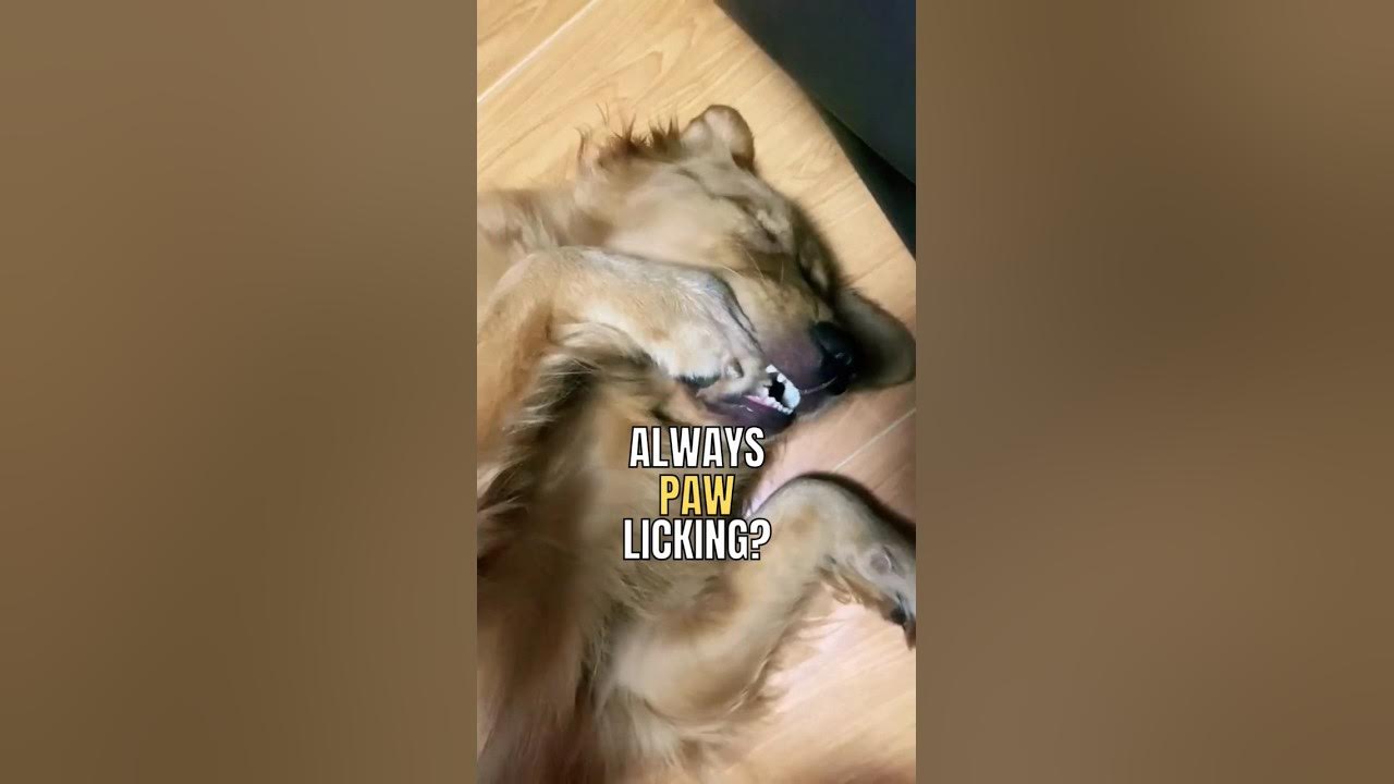 Reasons For Dog Constantly Licking Paws