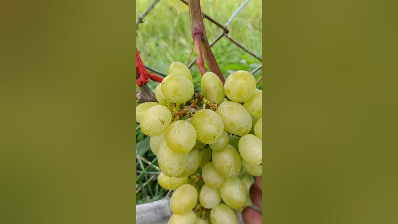 Вкуснючие мячики пинпонга.Описание сорта винограда Индиана . - YouTube