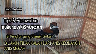 KENALI & KETAHUI Tips PERAWATAN BURUNG INI DIJAMIN  TIDAK KALAH DARI ANIS KEMBANG & ANIS MERAH