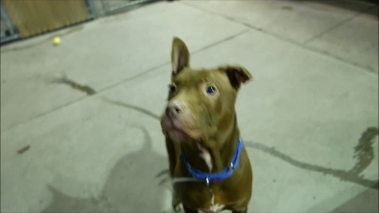 Sparkles - A1100433 - Brooklyn ACC camera iphone 8 plus apk