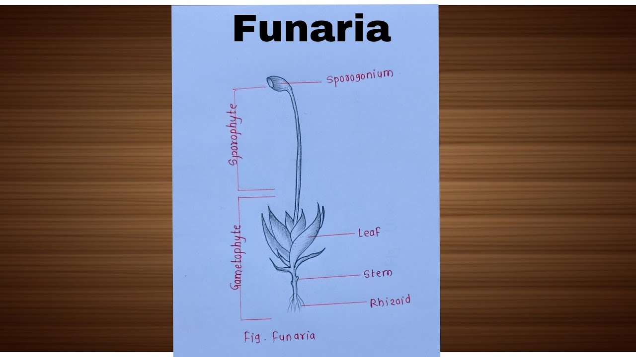 Funaria Diagram Explanation