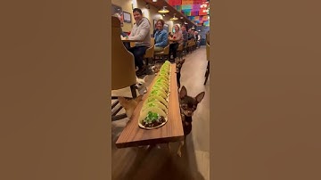 These dogs are so cute WOW #shorts #AITrends #NextGenAI #FutureTech #TechTrends #OpenAI #ChatGPT