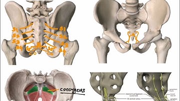 How to Draw Coccygeal Plexus?