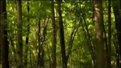 Cinematography: Camera Movement