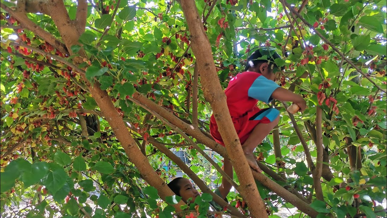 Paano Magtanim at Pagpa-Bunga ng Mulberry - Very Expensive Fruit