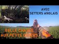 BELLE CHASSE aux petits gibiers avec setters anglais