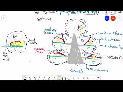 Analizatorul acusticovestibular II-
