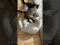 Con ai đây ta? 😹 | Whose baby is this?