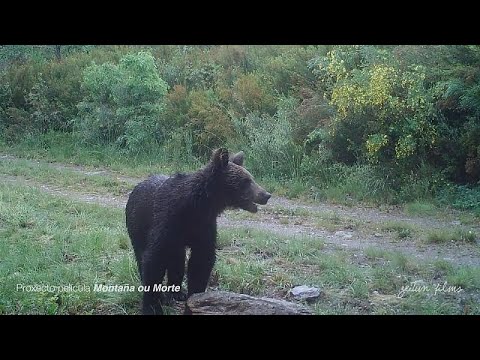 Un oso pardo en los Montes do Invernadeiro, en Galicia, por primera vez en 150 años