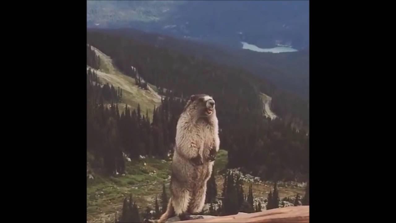 Бобер орет в горах Бобер орет в горах