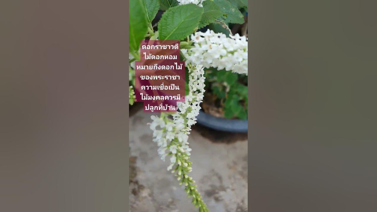 ดอกราชาวดีแปลว่าดอกไม้ของพระราชา ความเชื่ิอว่าเป็น #ต้นไม้มงคล มีกลิ่นหอม  #Cactuscorner - Youtube