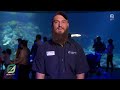 Animal Spotlight: Bobbi the Green Sea Turtle