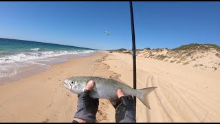 Afternoon Tailor fish at Dalyellup Beach