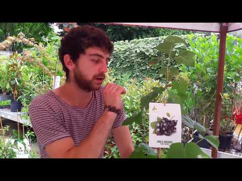 Video: Ribes Nero. In Crescita