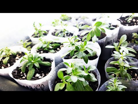 Видео: Как вырастить калибрахоа из черенков: черенкование растений калибрахоа