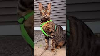 Savannah Cat Before And During Her Walk