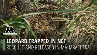 Leopard Trapped In Net, Rescued And Released In Maharashtra